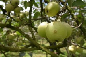 Wisata Petik Apel KTMA