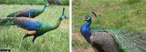 Yangoupokpi - Lokchao Wildlife Sanctuary