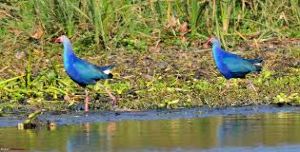 Birdwatching at Okhla