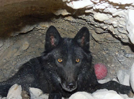 California Wolf Center