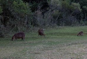 Parque Nacional El Palmar 