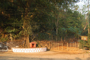 Chain Tree 