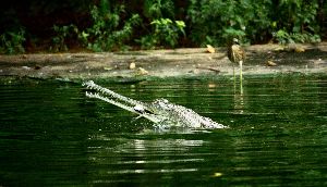 Indira Gandhi Zoological Park