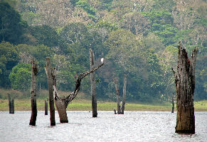 5 Days 4 Nights Munnar Thekaddy Alleppey Tour Package by MyTripVacation.Com