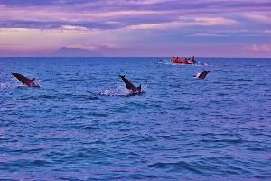 Watch dolphins at sunrise at Lovina Beach 