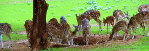 Betla National Park