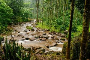 Homestay with Private Waterfall in Chikmagalur