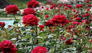 An Evening in the Nehru Rose Garden