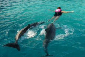Fun With Dolphin