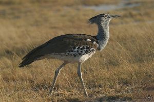 Bird Watching In The Hills