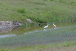 Bird Watching: Winged Wonders
