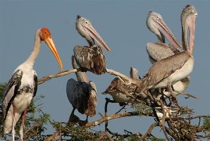 Uppalapadu Nature Conservation