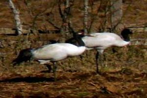 Birdwatching Trails In Bhutan
