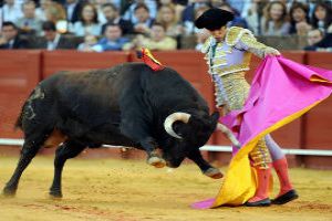 View Bull Fighting