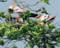 Bird watching in Kumarakom