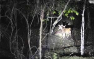 Night Patroling in Jungle 