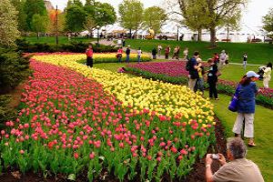 Enjoy the Colors of Canadian Tulip Festival
