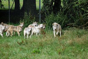 Experience the unique presence of wilderness in Sweden