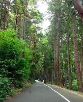 Five Mile Drive and Trails