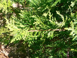 Sacred Cedar Tree