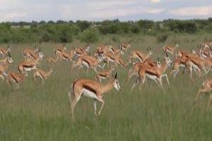 Central Kalahari Game Reserve