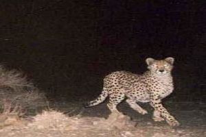 Wildlife Safari: Spot The Rarest