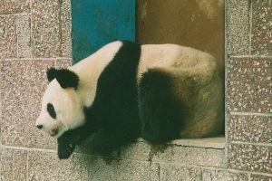 Chengdu Zoo