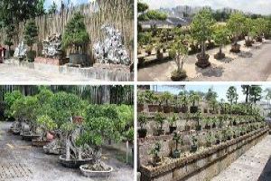 Chengtai Nursery
