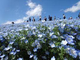 Hitachi Seaside Park