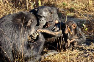 Chimfunshi Wildlife Orphanage