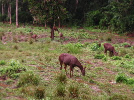 Chitwan National Park Wildlife Safari