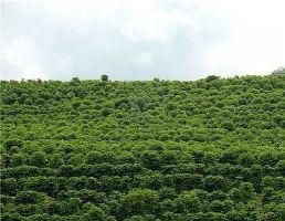 Stroll around Coffee Plantations