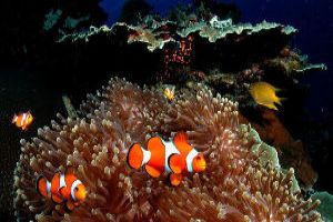 Coral Wilds of Maldives