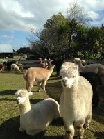 Cornerstone Alpaca Stud Ltd