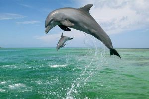 Chilika Lake Dolphins