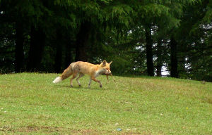 Kalatop Wildlife Sanctuary