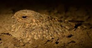 Little Rann of Kutch Wildlife Sanctuary