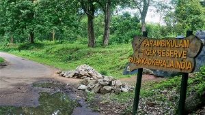 Reserve Forest Sanctuary