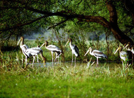 2 Days 1 Nights alleppey Tour Package by Renghaholidaysmadurai