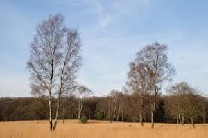 Best 4 Days 3 Nights Netherlands Nature Holiday Package