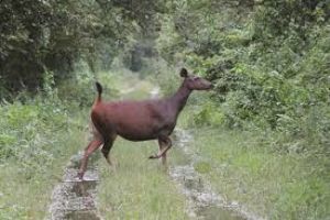 Daying Ering Wildlife Sanctuary