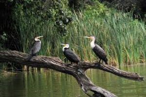 Family Getaway 4 Days 3 Nights Arusha-tarangire, Serengeti, Tanzania and Ngorongoro Holiday Package