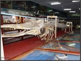 Marine Museum