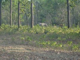 Rajaji National Park 