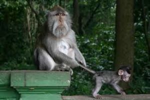 monkeys climb all over you at Ubud Monkey Forest 
