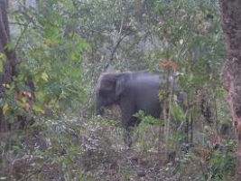 Manas National Park 