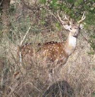 Sariska Wildlife Sanctuary 