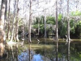 Magnolia Plantation & Gardens