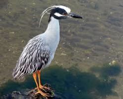 Kuthiraiyar Dam Falls