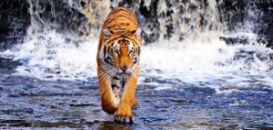 Sunderbans National Park